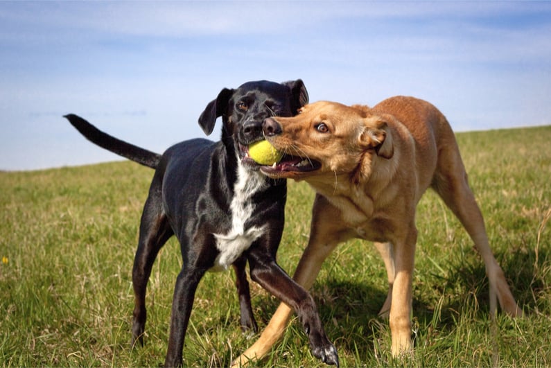 Two dogs struggling for control of a tennis ball in a green grassy field